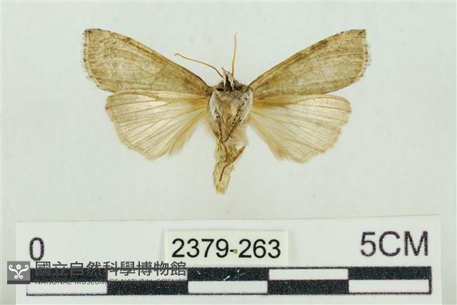 帶波紋蛾藏品圖，第2張