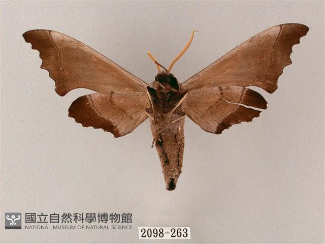 齒翅三線天蛾藏品圖，第2張