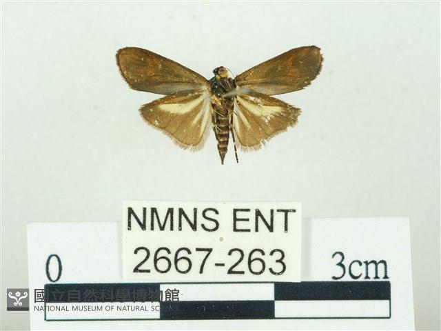 叉紋閃舞蛾藏品圖，第2張