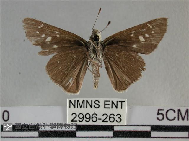 尖翅褐弄蝶藏品圖，第2張