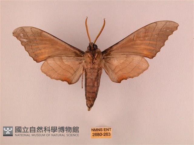 栗六點天蛾藏品圖，第2張