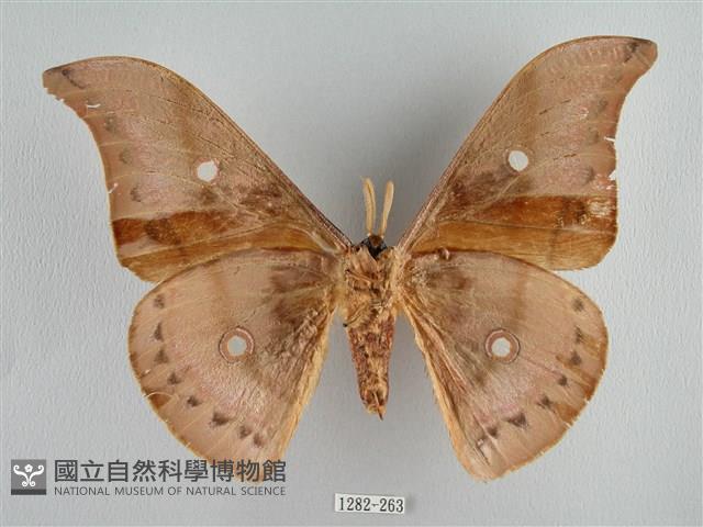 姬透目天蠶蛾藏品圖，第2張