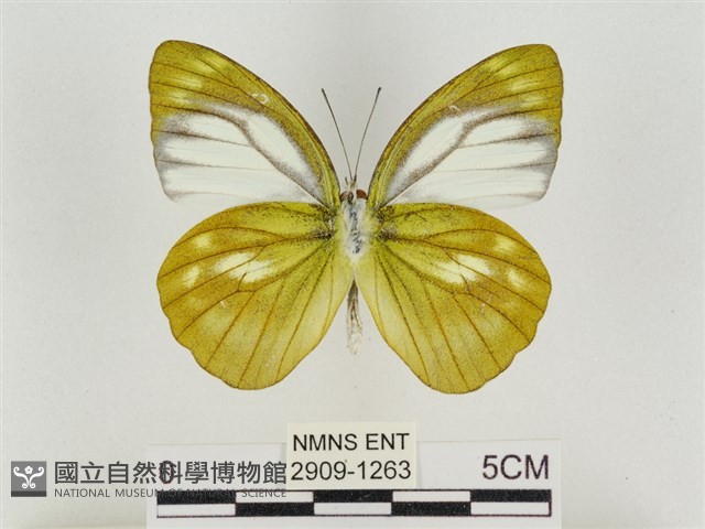淡褐脈粉蝶藏品圖，第2張