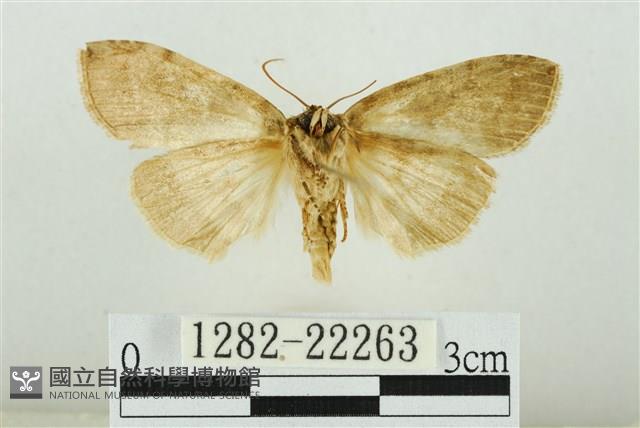 霧社環波紋蛾藏品圖，第2張