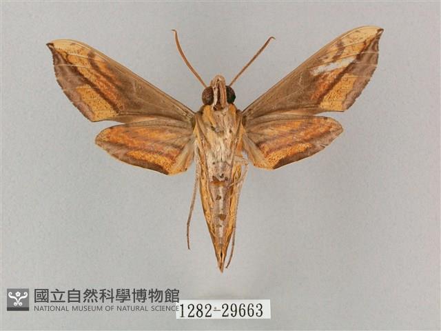 斜綠天蛾藏品圖，第2張