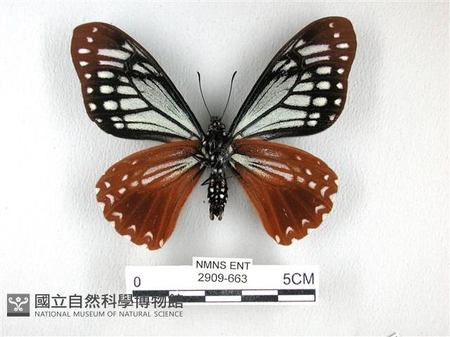 斑鳳蝶藏品圖，第2張