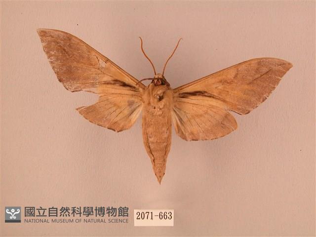 波紋豆天蛾藏品圖，第2張