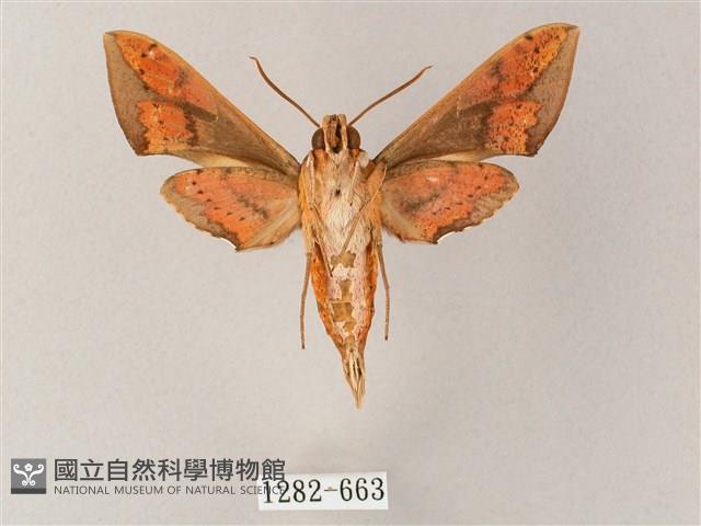 臺灣白肩天蛾藏品圖，第2張