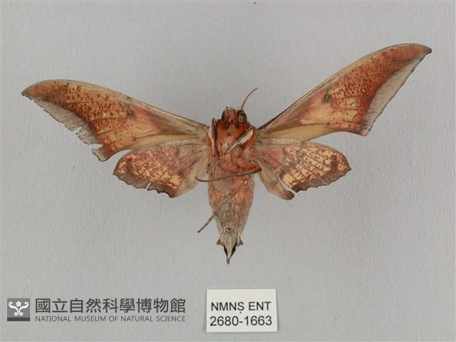 黑帶鷹翅天蛾藏品圖，第2張