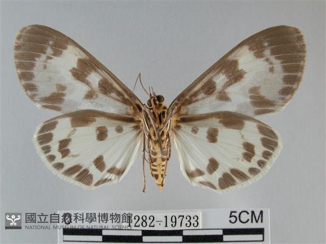 扭擬燈蛾藏品圖，第2張