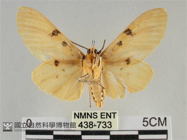 橙擬燈蛾藏品圖，第2張