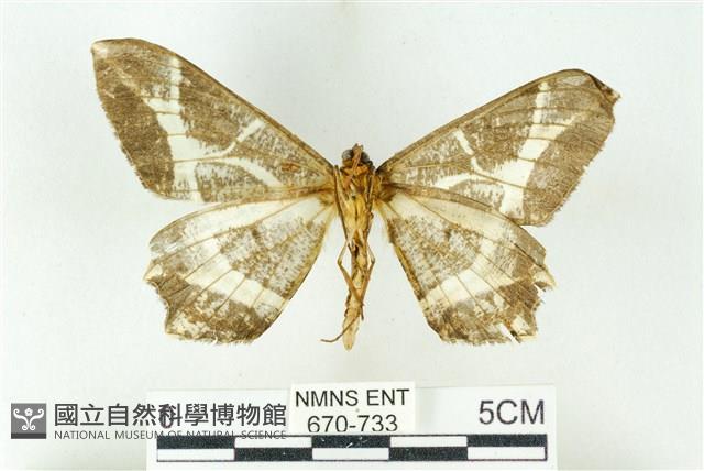 樹形尺蛾藏品圖，第2張