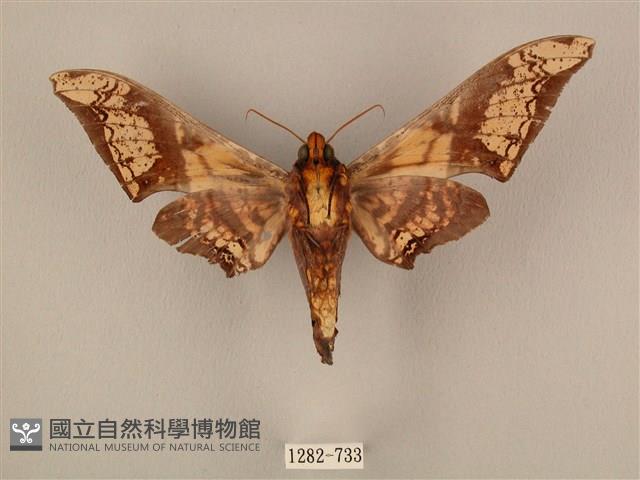 臀角斑天蛾藏品圖，第2張