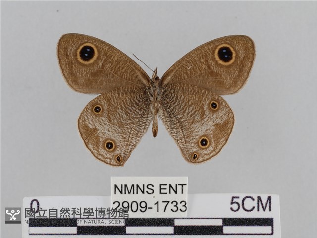 江崎波眼蝶藏品圖，第2張