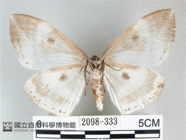 圓翅大鉤蛾藏品圖，第2張