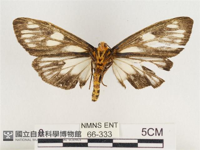 巨網燈蛾藏品圖，第2張