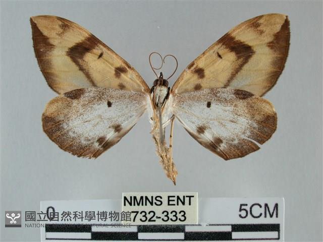 枯葉尺蛾藏品圖，第2張