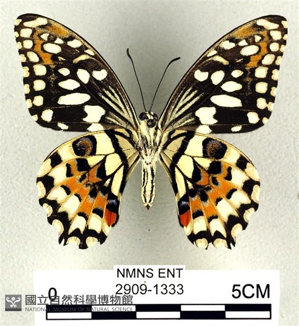 花鳳蝶、無尾鳳蝶藏品圖，第2張