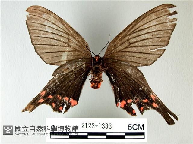 榆鳳蛾藏品圖，第2張