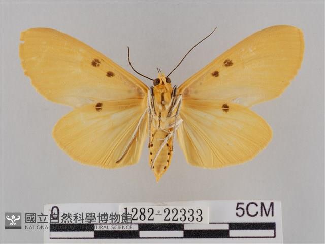 橙擬燈蛾藏品圖，第2張
