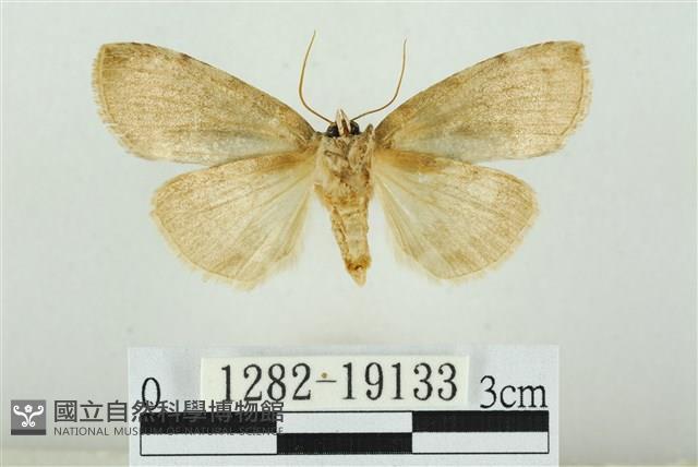 藹環波紋蛾藏品圖，第2張