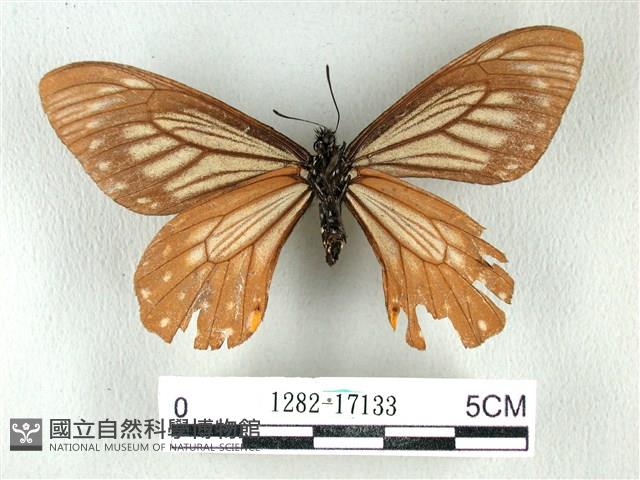 黃星斑鳳蝶藏品圖，第2張