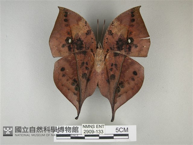 枯葉蝶藏品圖，第2張