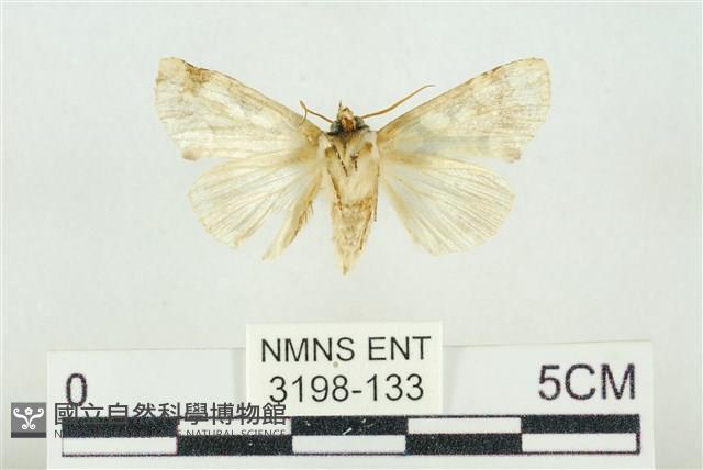 連珠波紋蛾藏品圖，第2張