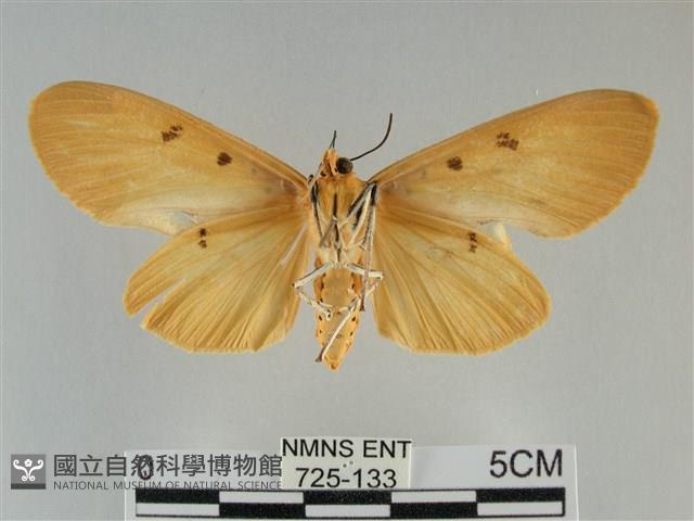 橙擬燈蛾藏品圖，第2張