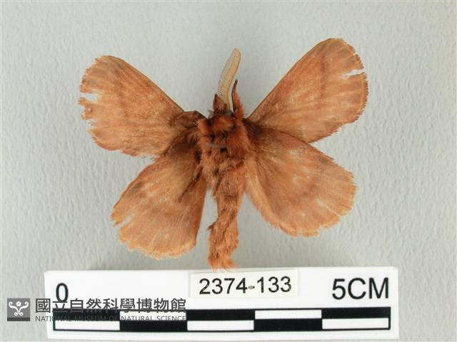 褐斜帶枯葉蛾藏品圖，第2張
