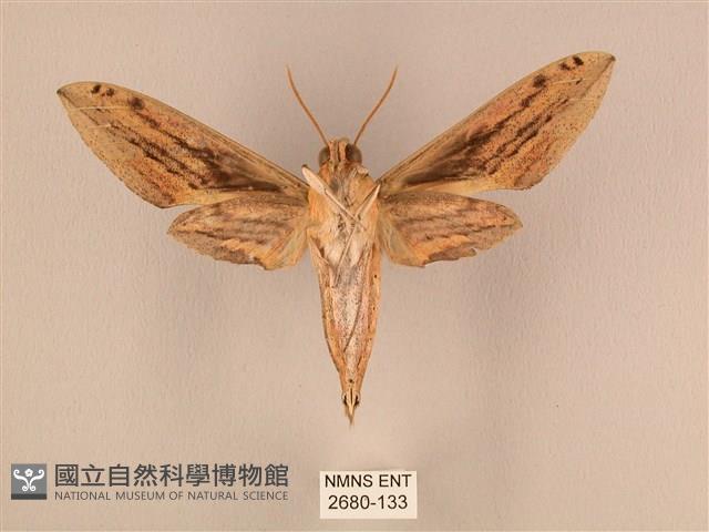 棕綠背線天蛾藏品圖，第2張