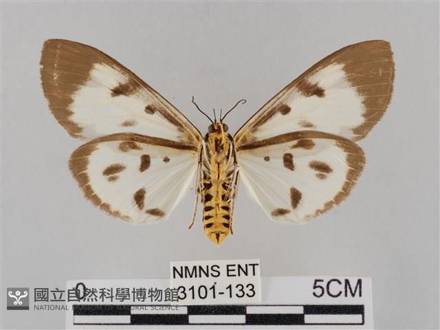 長斑擬燈蛾藏品圖，第2張