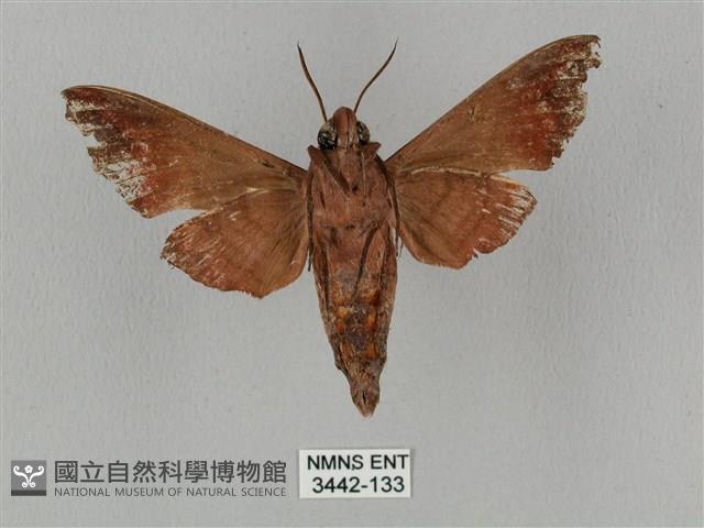 姬缺角天蛾藏品圖，第2張