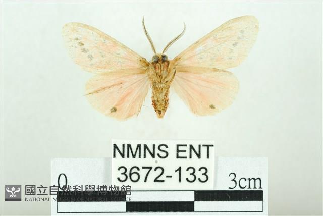 三條橙燈蛾藏品圖，第2張