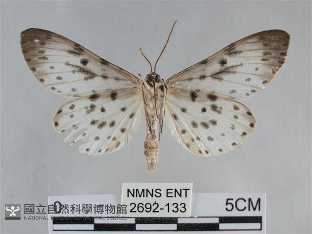 大胡麻斑星尺蛾藏品圖，第2張