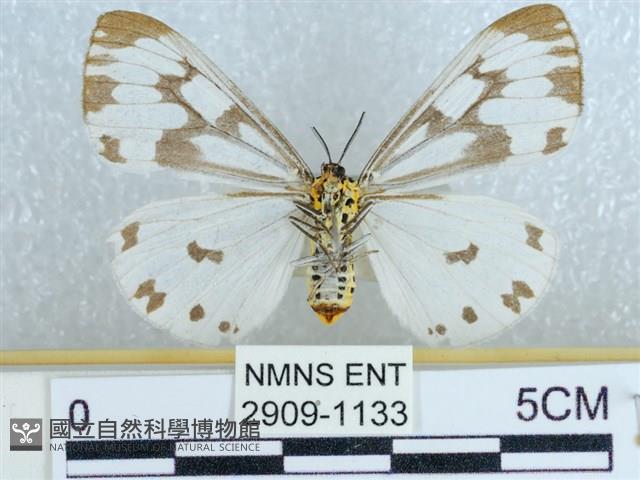 粉蝶燈蛾藏品圖，第2張