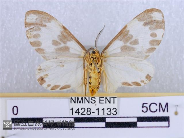 後凸蝶燈蛾藏品圖，第2張