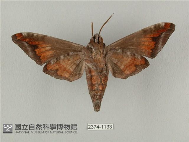 全緣缺角天蛾藏品圖，第2張