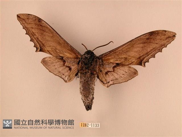 臺灣鋸翅天蛾藏品圖，第2張