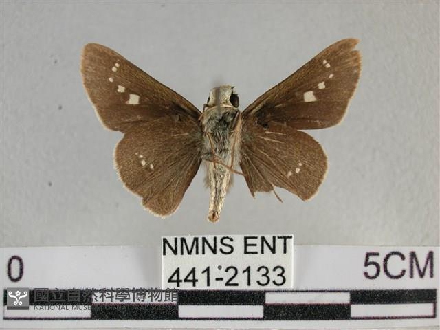 小稻弄蝶藏品圖，第2張