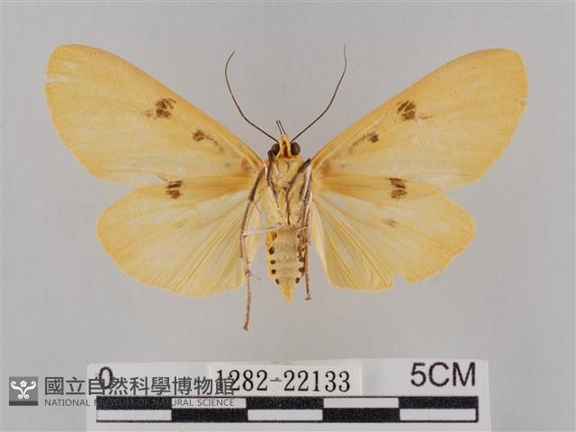 橙擬燈蛾藏品圖，第2張
