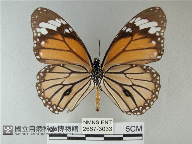 黑脈樺斑蝶藏品圖，第2張