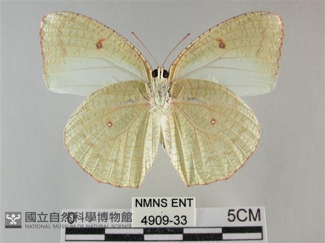 細波遷粉蝶藏品圖，第2張