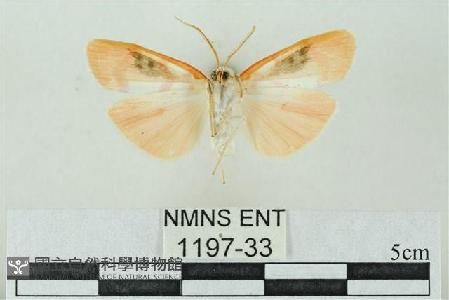 臺雪苔蛾藏品圖，第2張