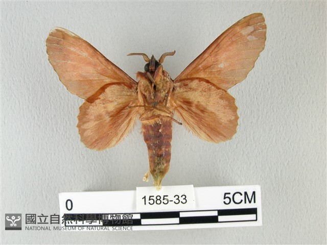 島嶼枯葉蛾藏品圖，第2張