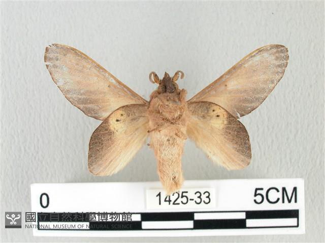 緣斑枯葉蛾藏品圖，第2張