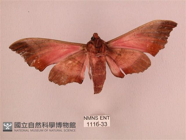 桃紅六點天蛾藏品圖，第2張