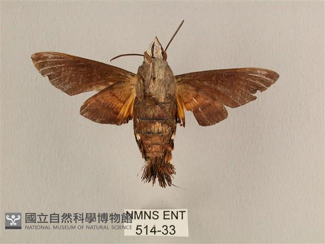 平帶長喙天蛾藏品圖，第2張