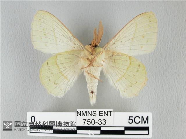 青枯葉蛾藏品圖，第2張