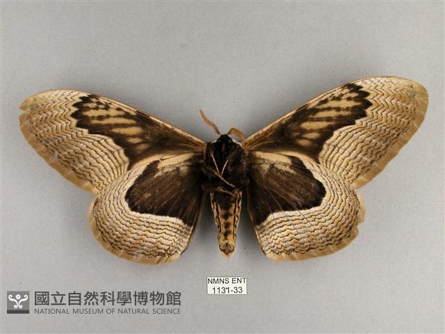 枯球籮紋蛾藏品圖，第2張